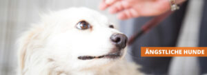 Angstproblematik bei Hunden