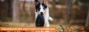Impulskontrolle und Frustrationstoleranz beim Hund