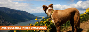 Ausflugsziele mit Hund