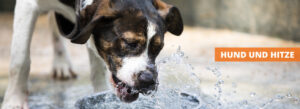 Tipps für den Sommer – Hitze gut überstehen