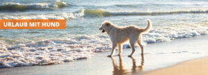 Urlaub mit Hund