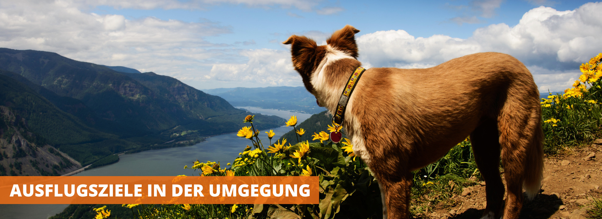 Ausflugsziele mit Hund - pico coaching