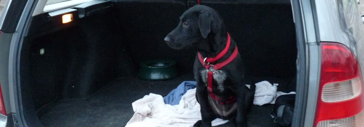 Hund wartet im Kofferraum bis er aussteigen darf – Hundeerziehung im Alltag