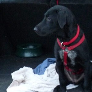 Hund wartet im Kofferraum bis er aussteigen darf – Hundeerziehung im Alltag