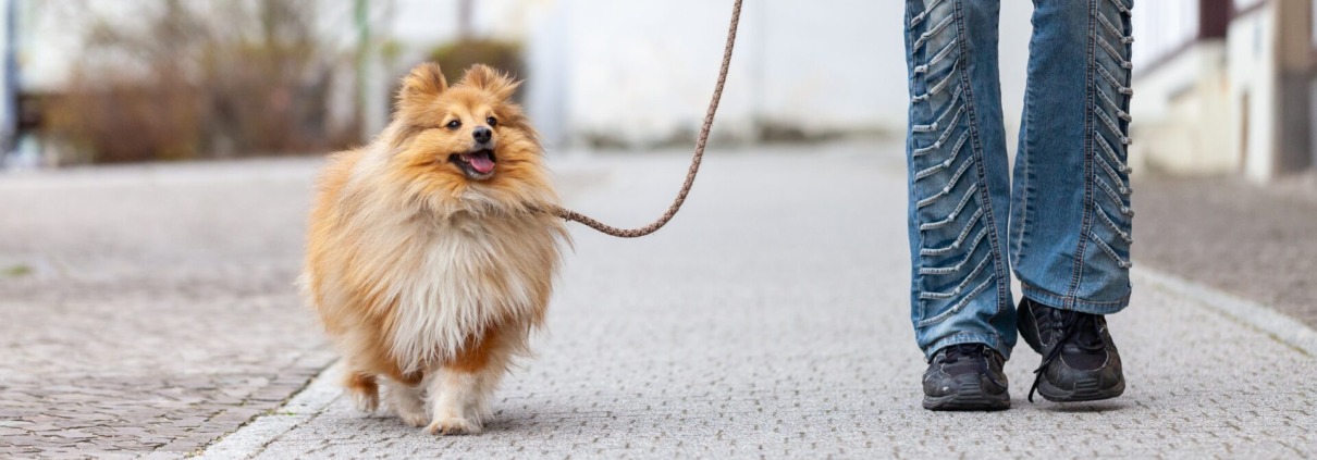 Hund läuft entspannt an lockerer Leine neben seinem Menschen