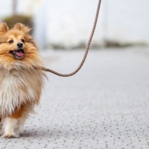 Hund läuft entspannt an lockerer Leine neben seinem Menschen
