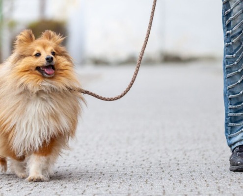 Hund läuft entspannt an lockerer Leine neben seinem Menschen