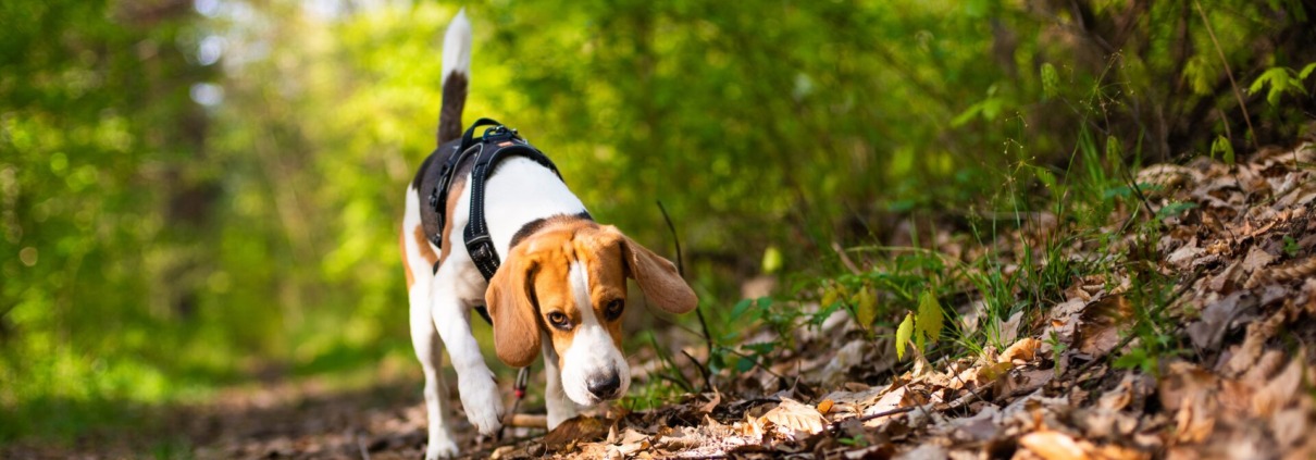 Beagle mit Geschirr schnuppert auf einem Waldweg – Hundetraining in Bornheim bei Bonn