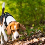 Beagle mit Geschirr schnuppert auf einem Waldweg – Hundetraining in Bornheim bei Bonn