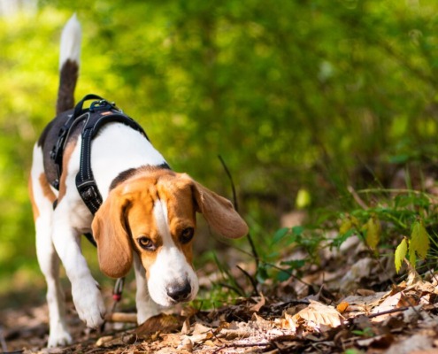 Beagle mit Geschirr schnuppert auf einem Waldweg – Hundetraining in Bornheim bei Bonn